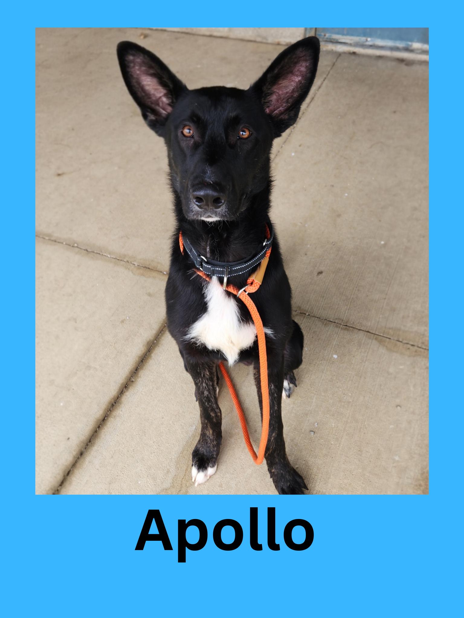 Enlarge Apollo, a Adoptable mixed breed in Ravenna, OH image 1/1