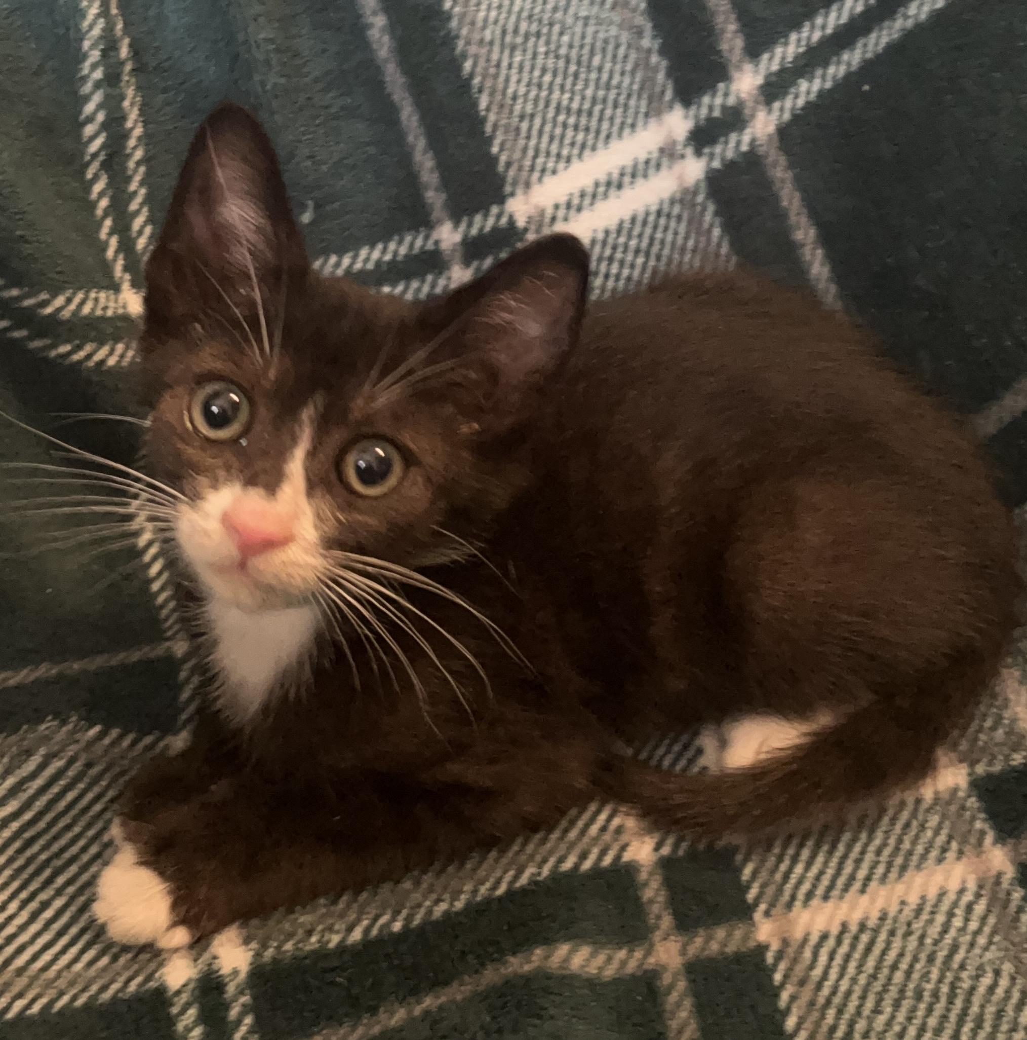 Navy Bean, an adopted mixed breed in Stowe, VT image 1/3