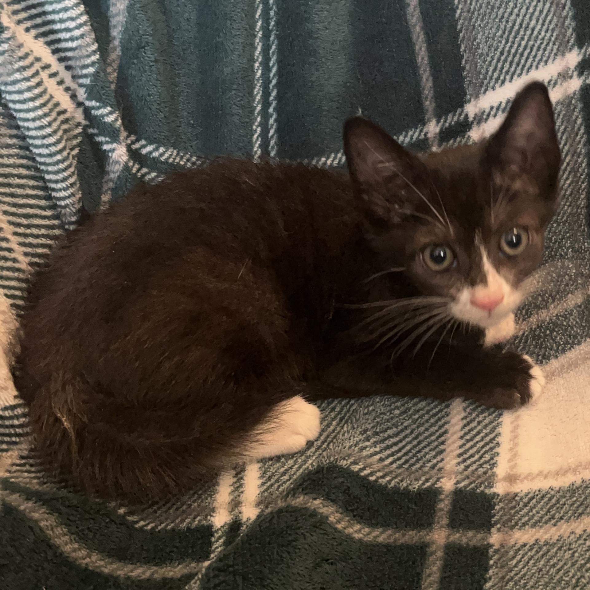 Navy Bean, an adopted mixed breed in Stowe, VT image 2/3