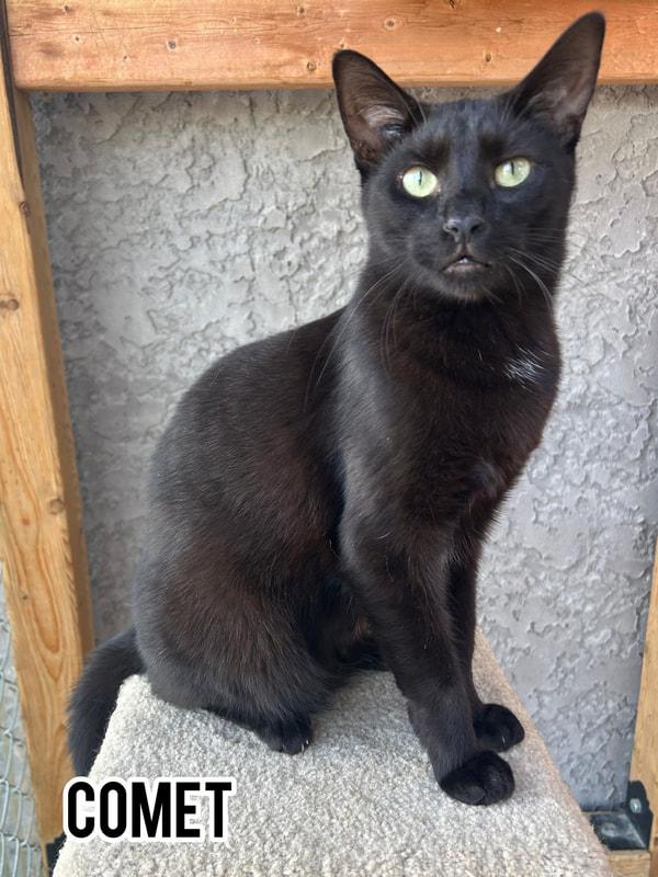 Enlarge Comet, a Adoptable Domestic Short Hair in Dauphin, MB image 1/2