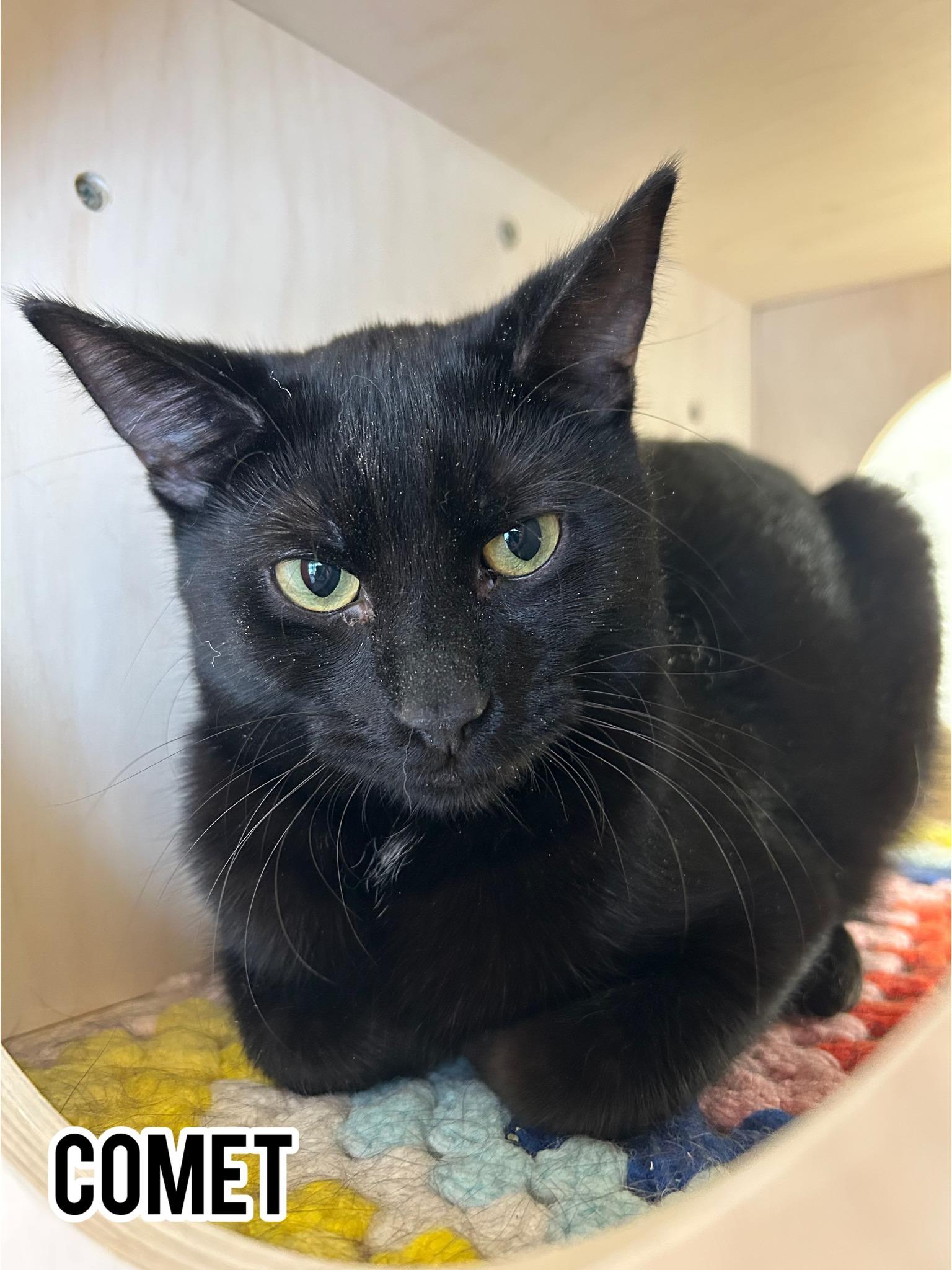Comet, Adult Female Domestic Short Hair