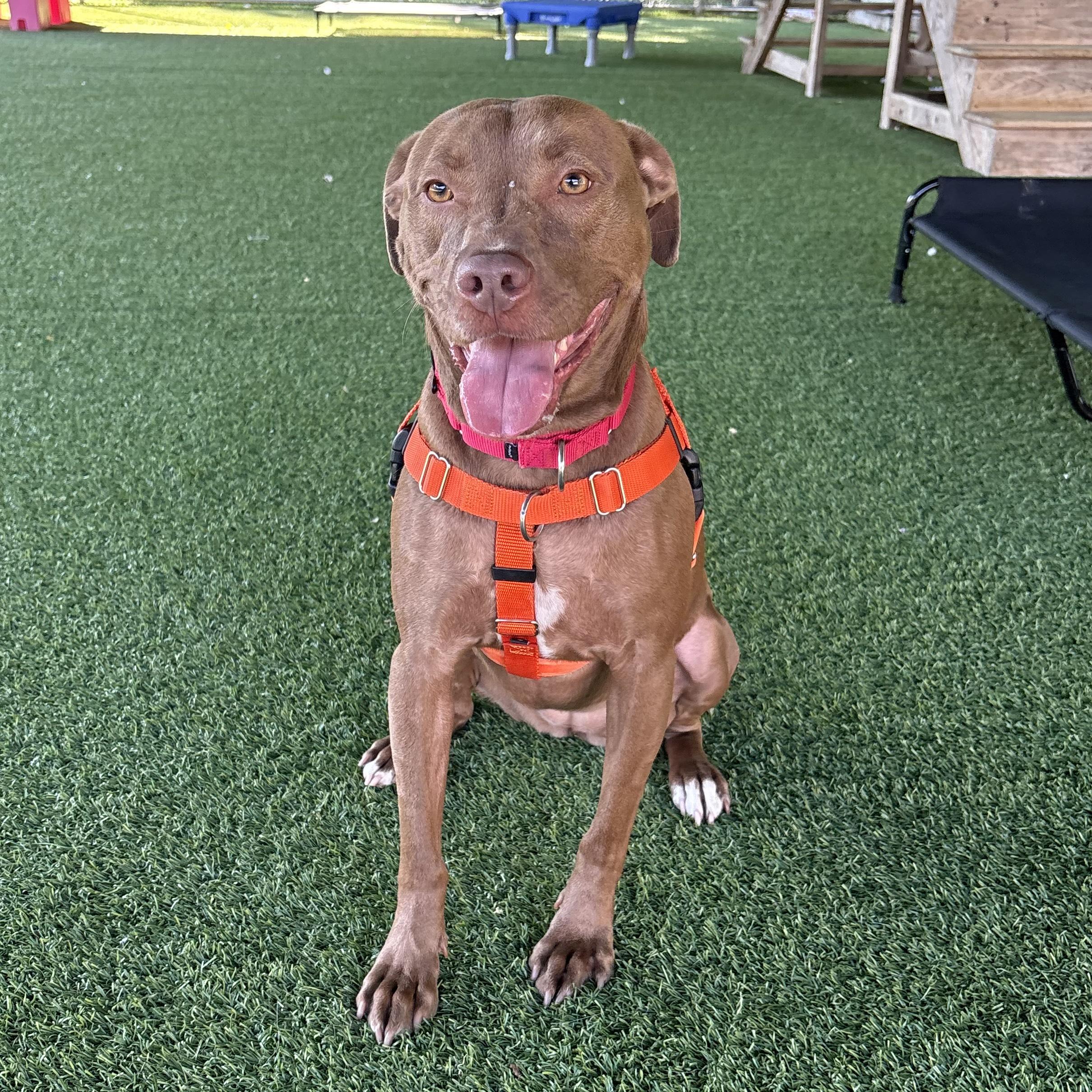 Cannoli, Adoptable, Adult Male Labrador Retriever.