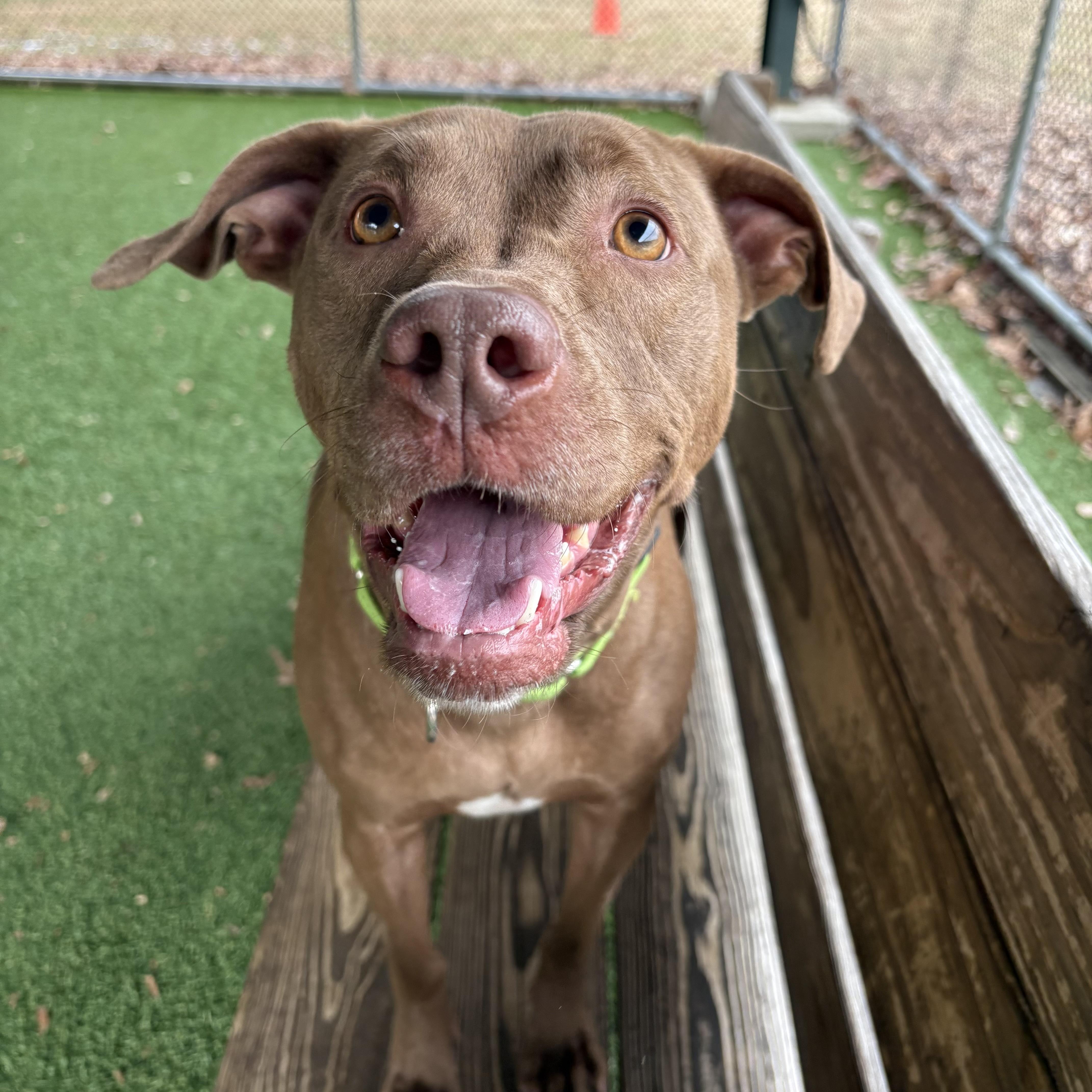 Enlarge Cannoli, a Adoptable mixed breed in Eatontown, NJ image 4/6