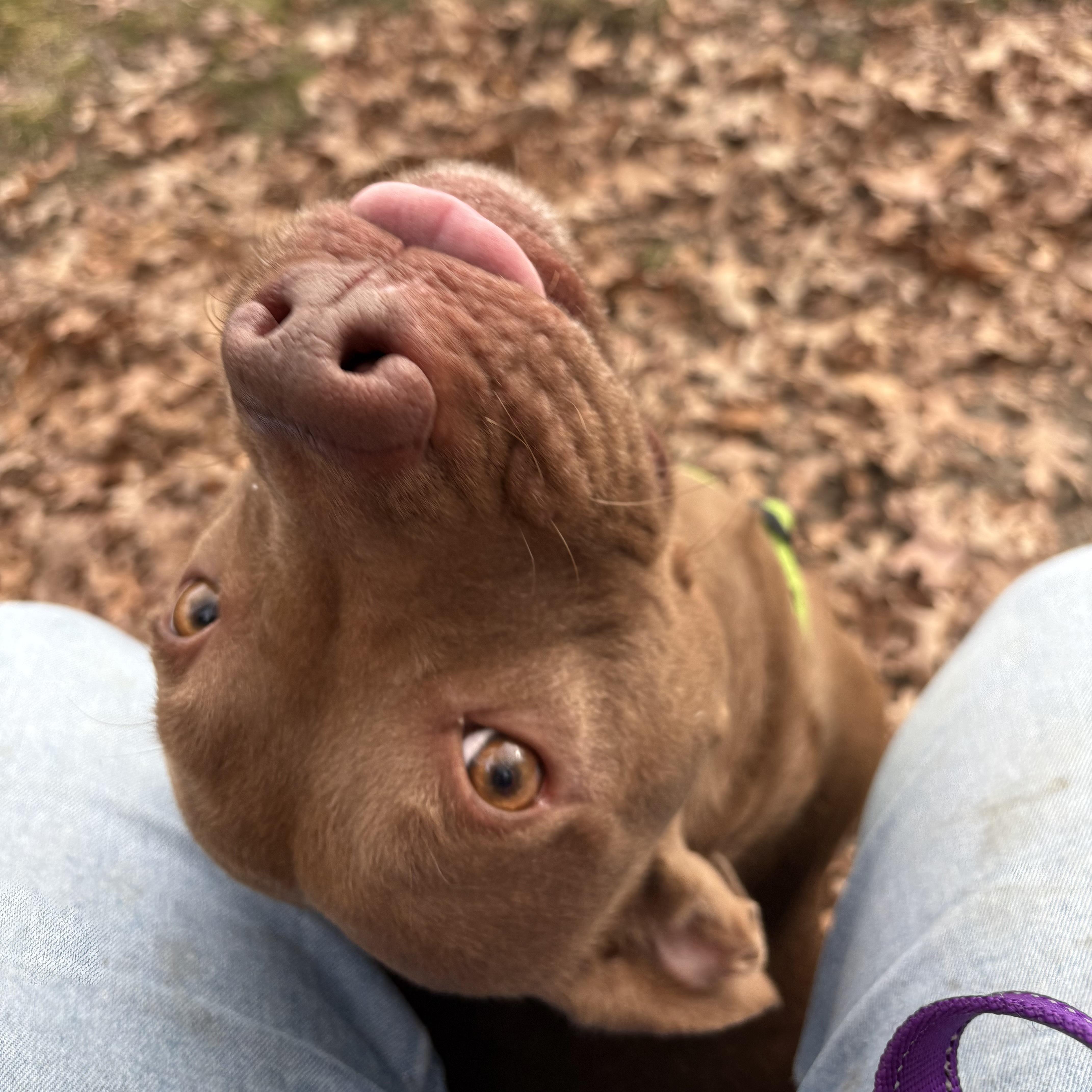Enlarge Cannoli, a Adoptable mixed breed in Eatontown, NJ image 3/6