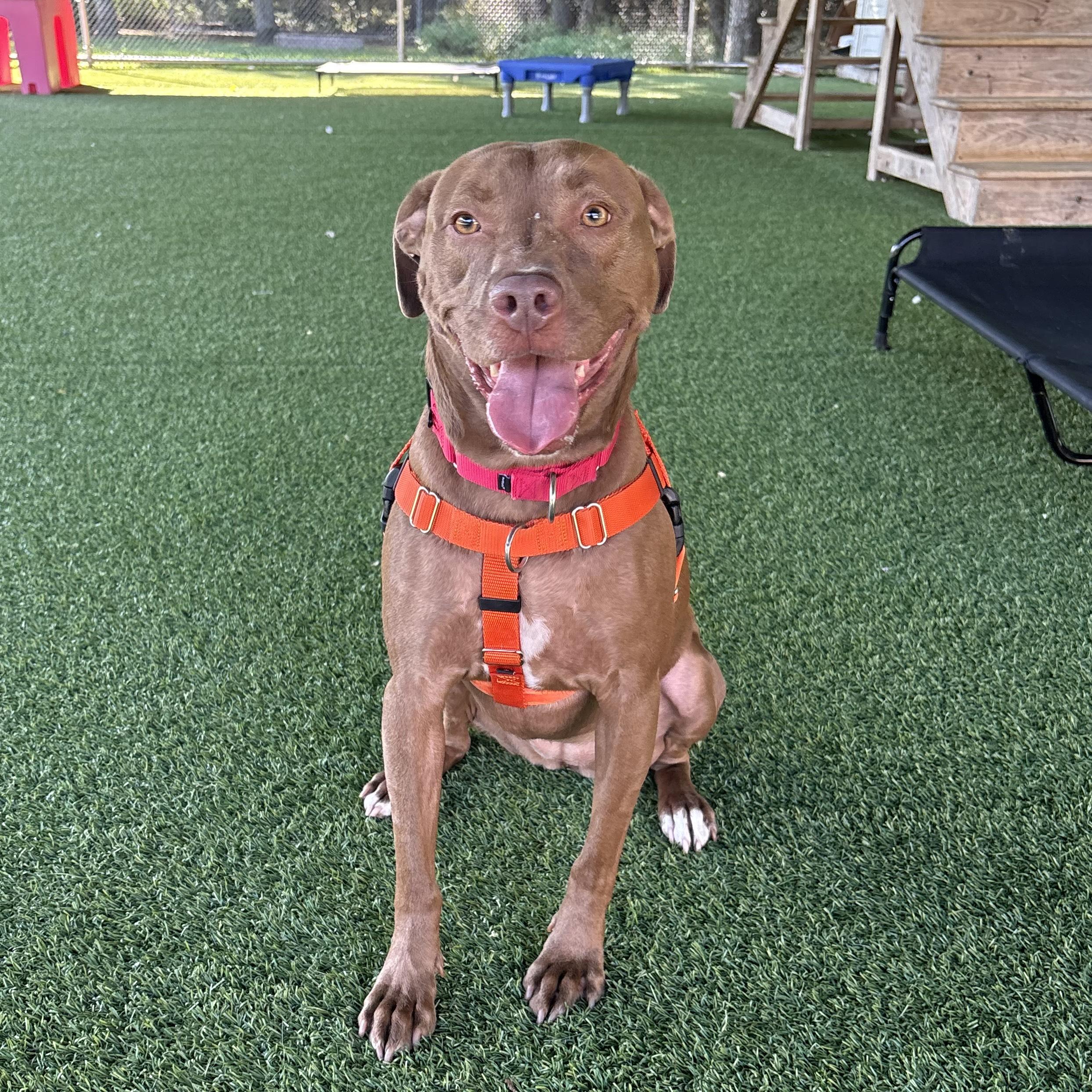 Enlarge Cannoli, a Adoptable mixed breed in Eatontown, NJ image 2/6