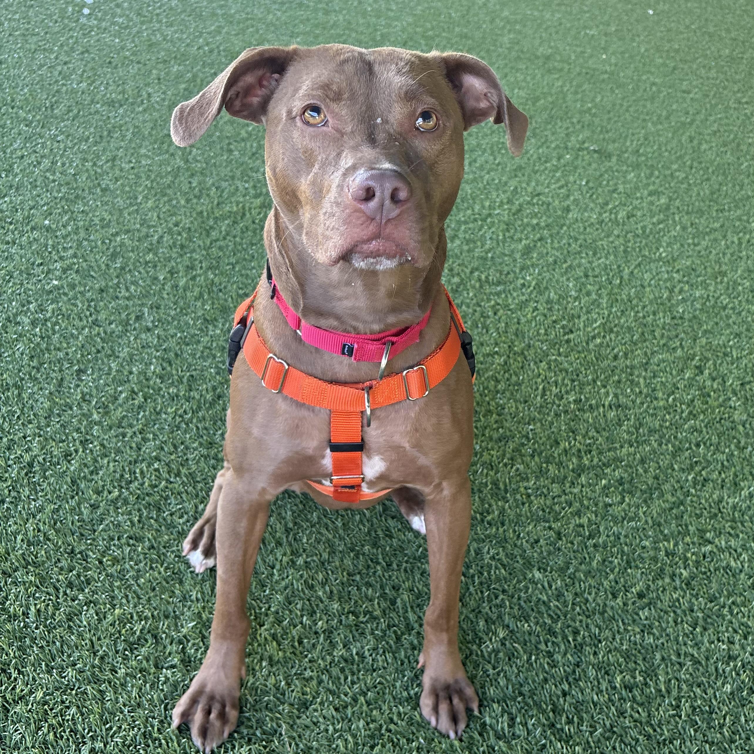 Enlarge Cannoli, a Adoptable mixed breed in Eatontown, NJ image 3/6
