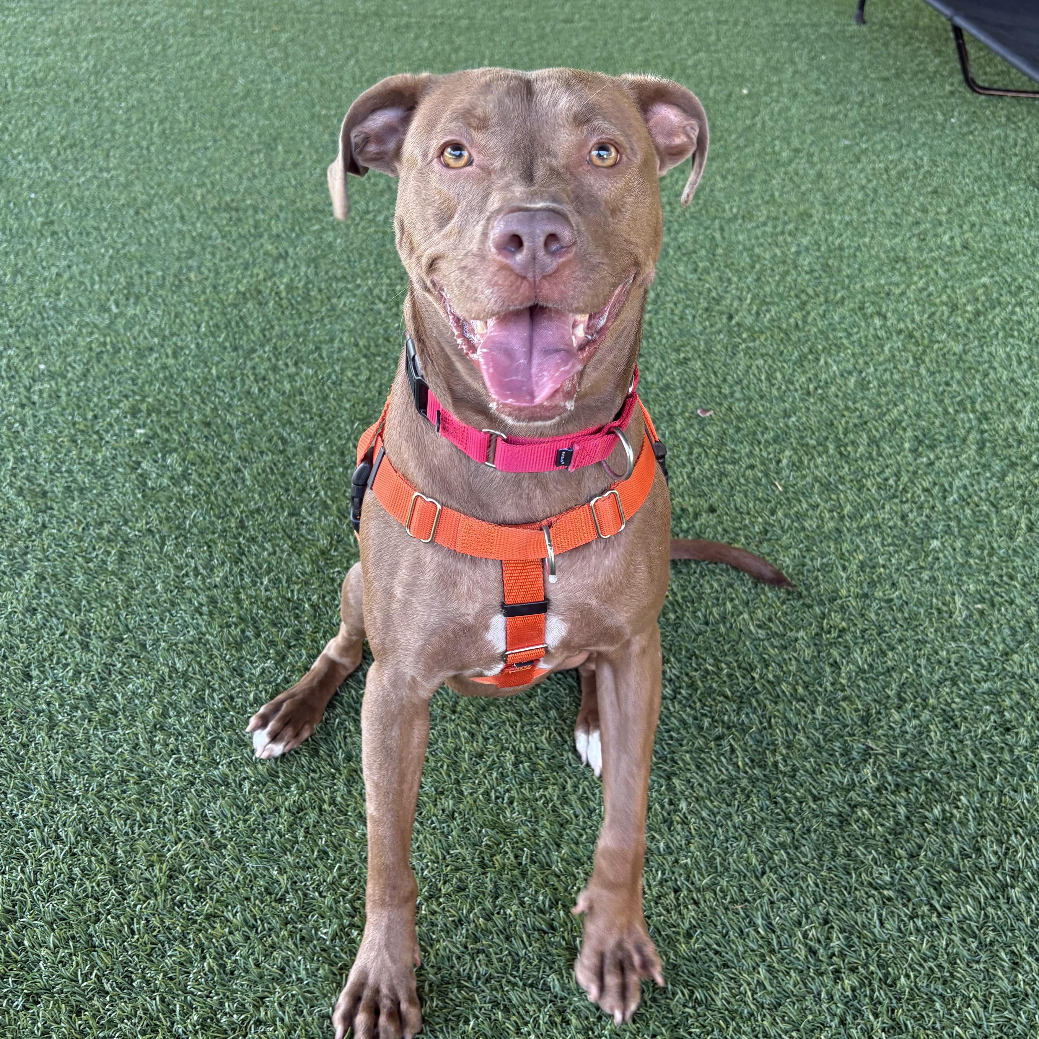 Enlarge Cannoli, a Adoptable mixed breed in Eatontown, NJ image 4/6