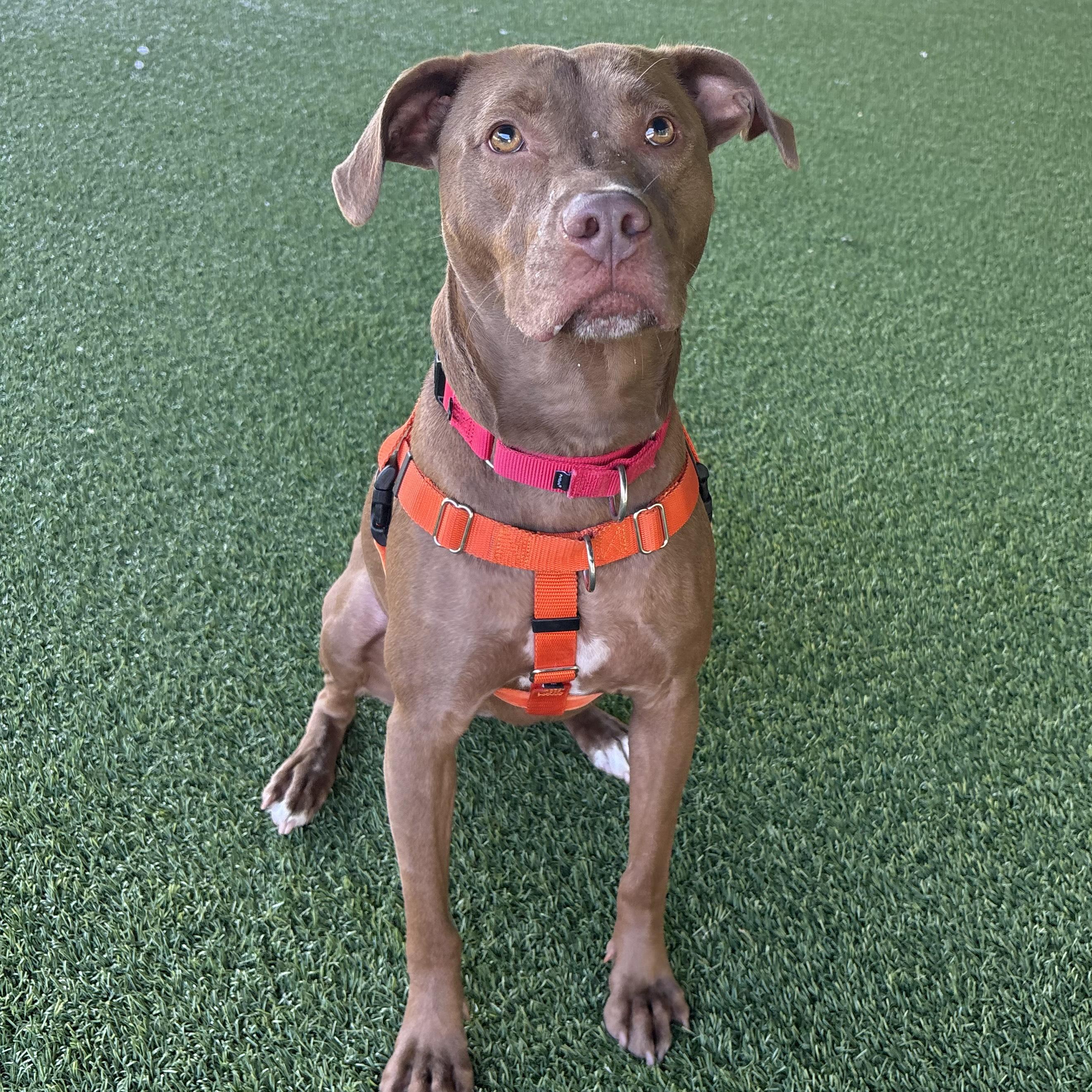 Enlarge Cannoli, a Adoptable mixed breed in Eatontown, NJ image 5/6