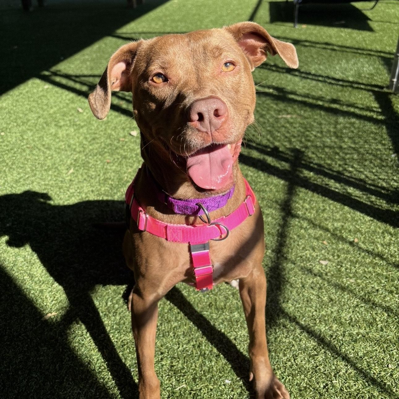 Enlarge Cannoli, a Adoptable mixed breed in Eatontown, NJ image 5/6