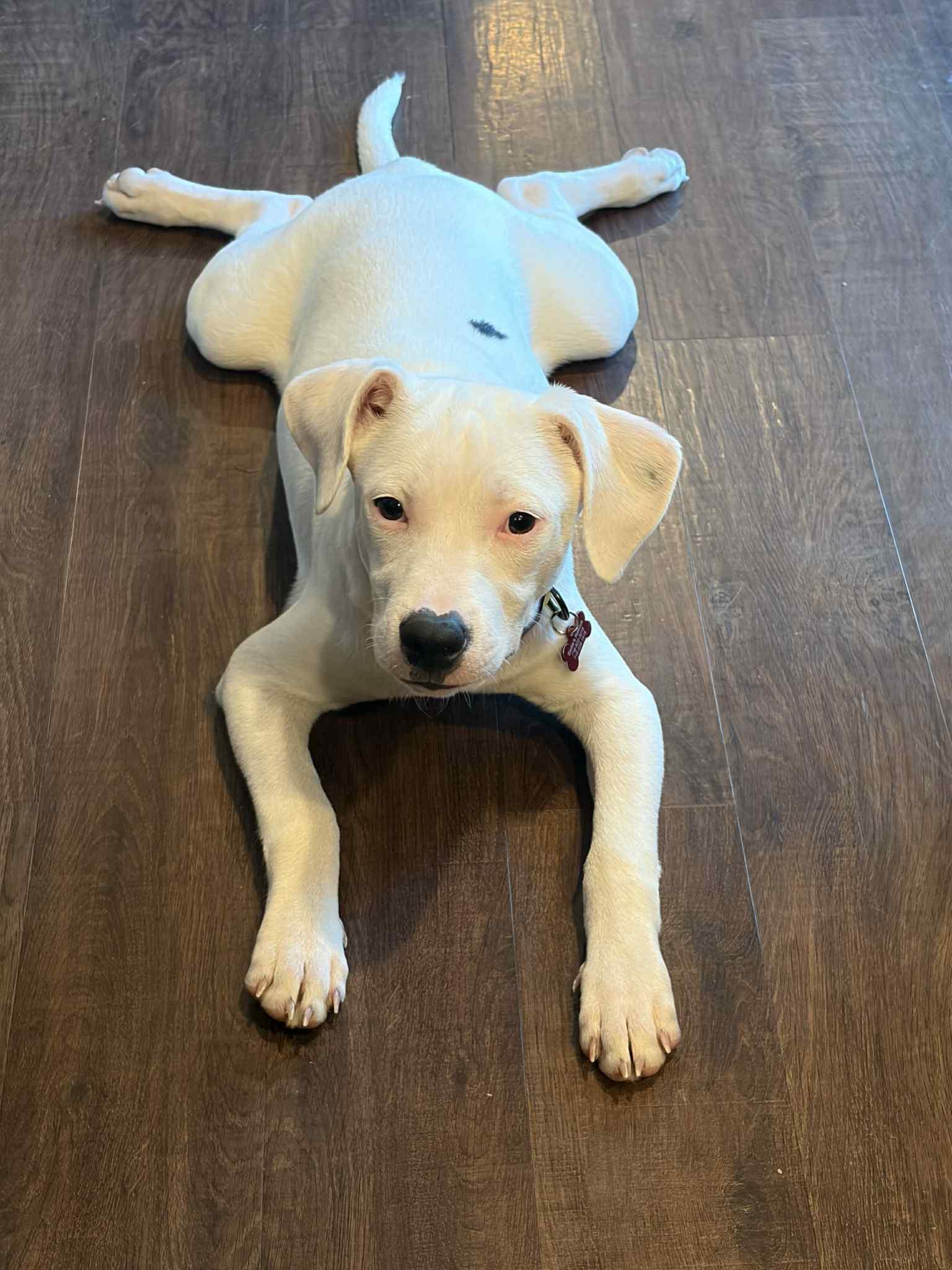 Bolt, Adoptable, Young Male Pit Bull Terrier.