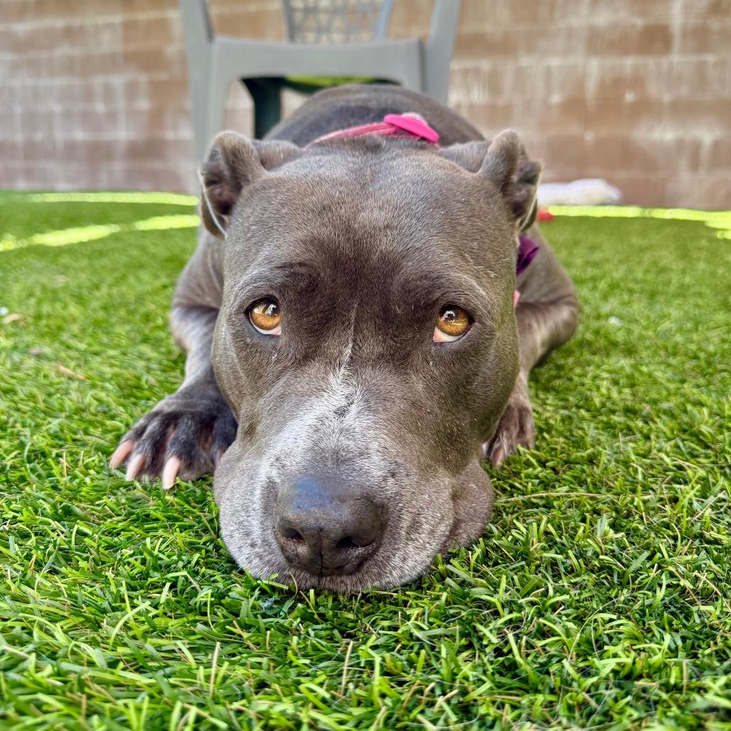 Enlarge Betsy, a Adoptable Pit Bull Terrier in Agoura Hills, CA image 2/6