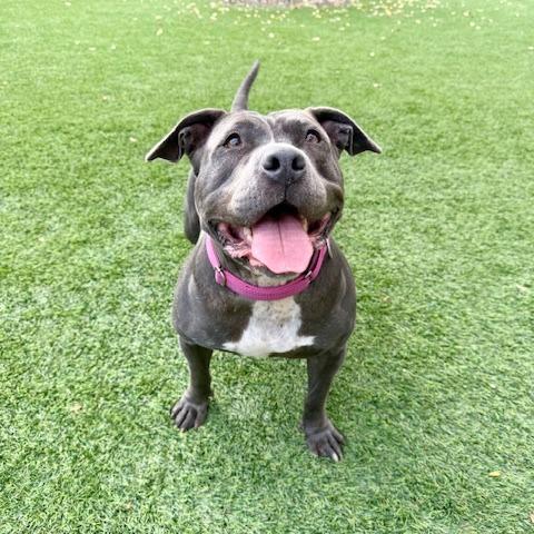 Enlarge Betsy, a Adoptable Pit Bull Terrier in Agoura Hills, CA image 2/6