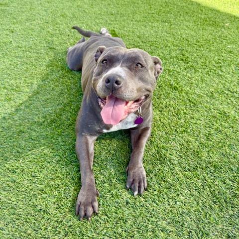 Enlarge Betsy, a Adoptable Pit Bull Terrier in Agoura Hills, CA image 3/6