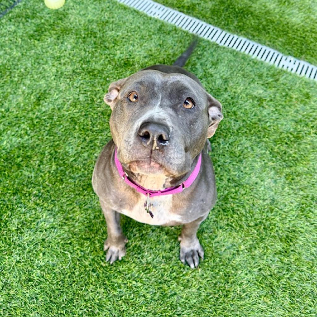 Enlarge Betsy, a Adoptable Pit Bull Terrier in Agoura Hills, CA image 4/6