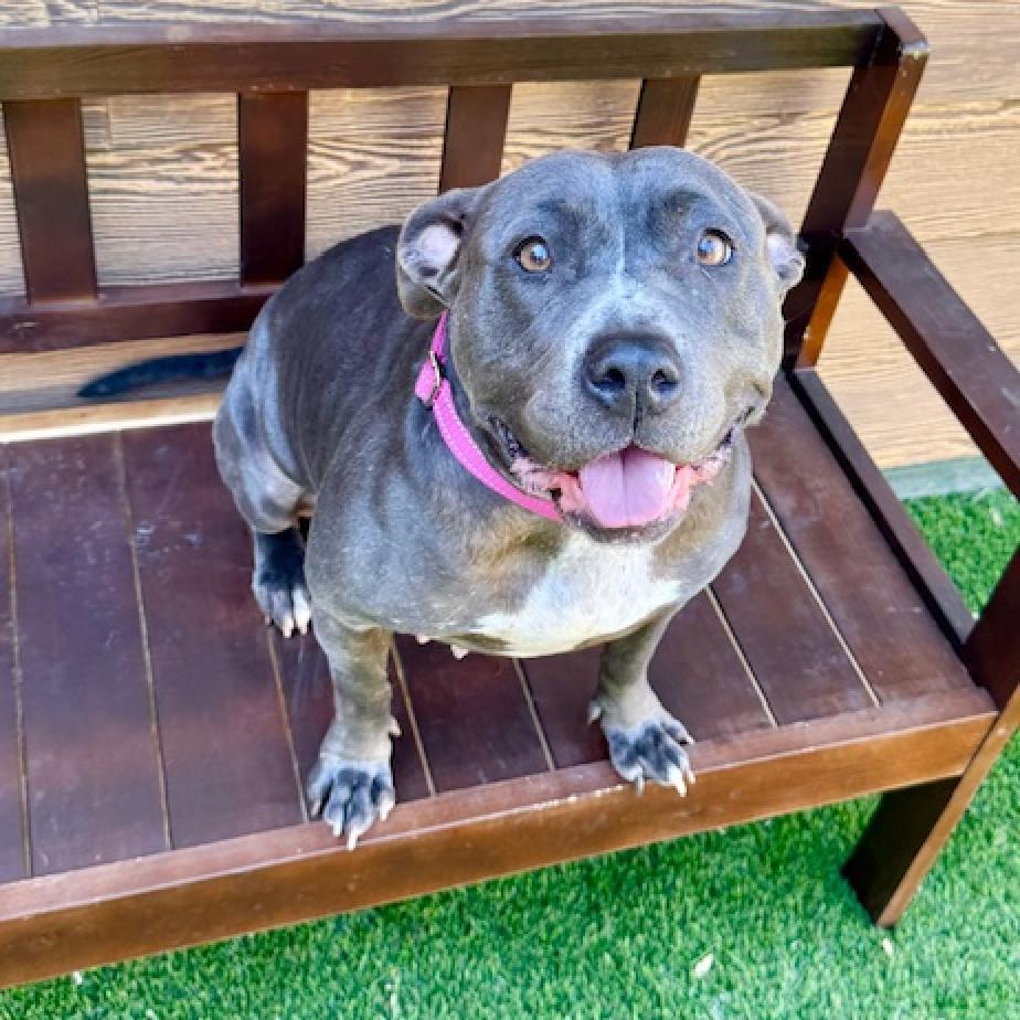 Enlarge Betsy, a Adoptable Pit Bull Terrier in Agoura Hills, CA image 5/6