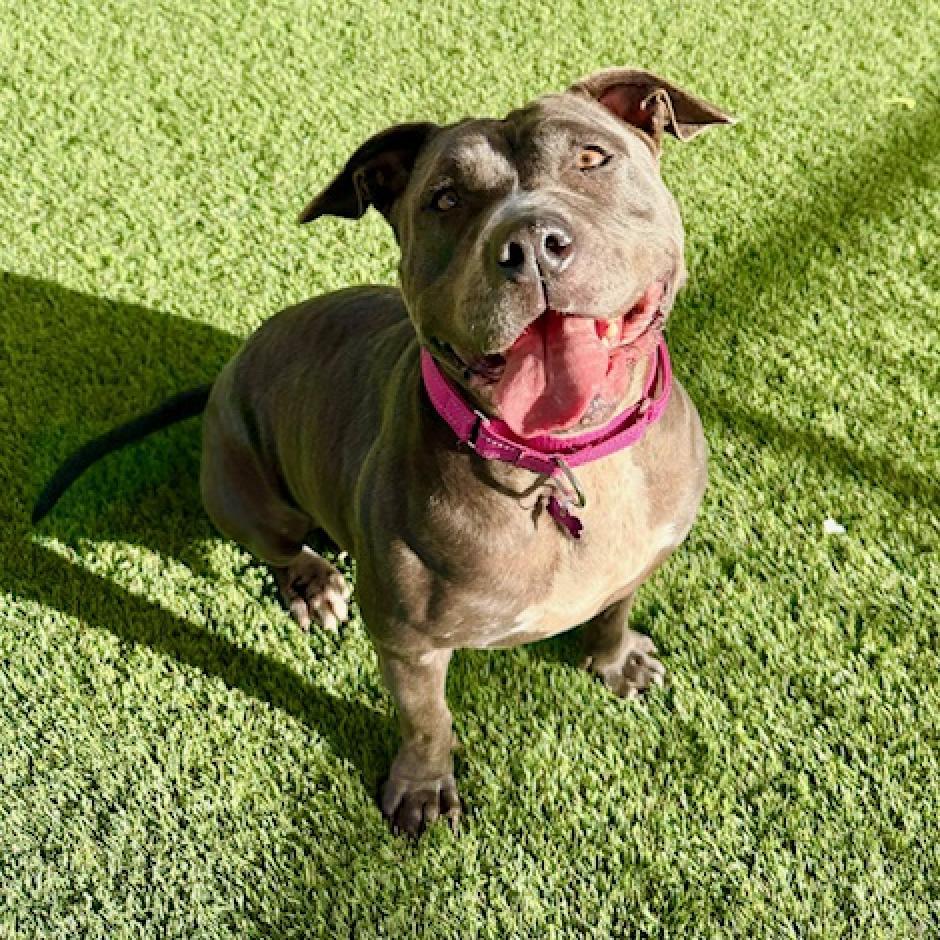 Enlarge Betsy, a Adoptable Pit Bull Terrier in Agoura Hills, CA image 6/6