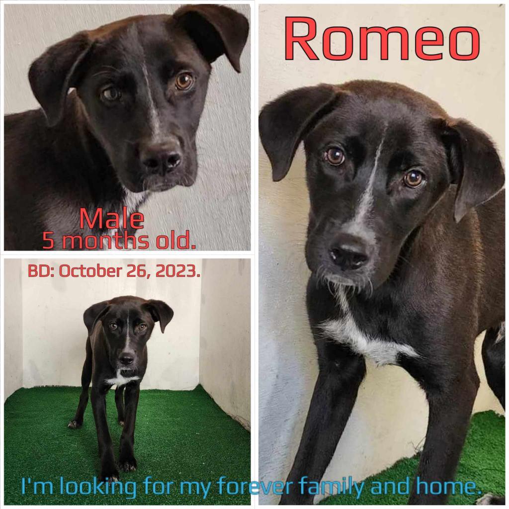 Romeo — thumbnail 2