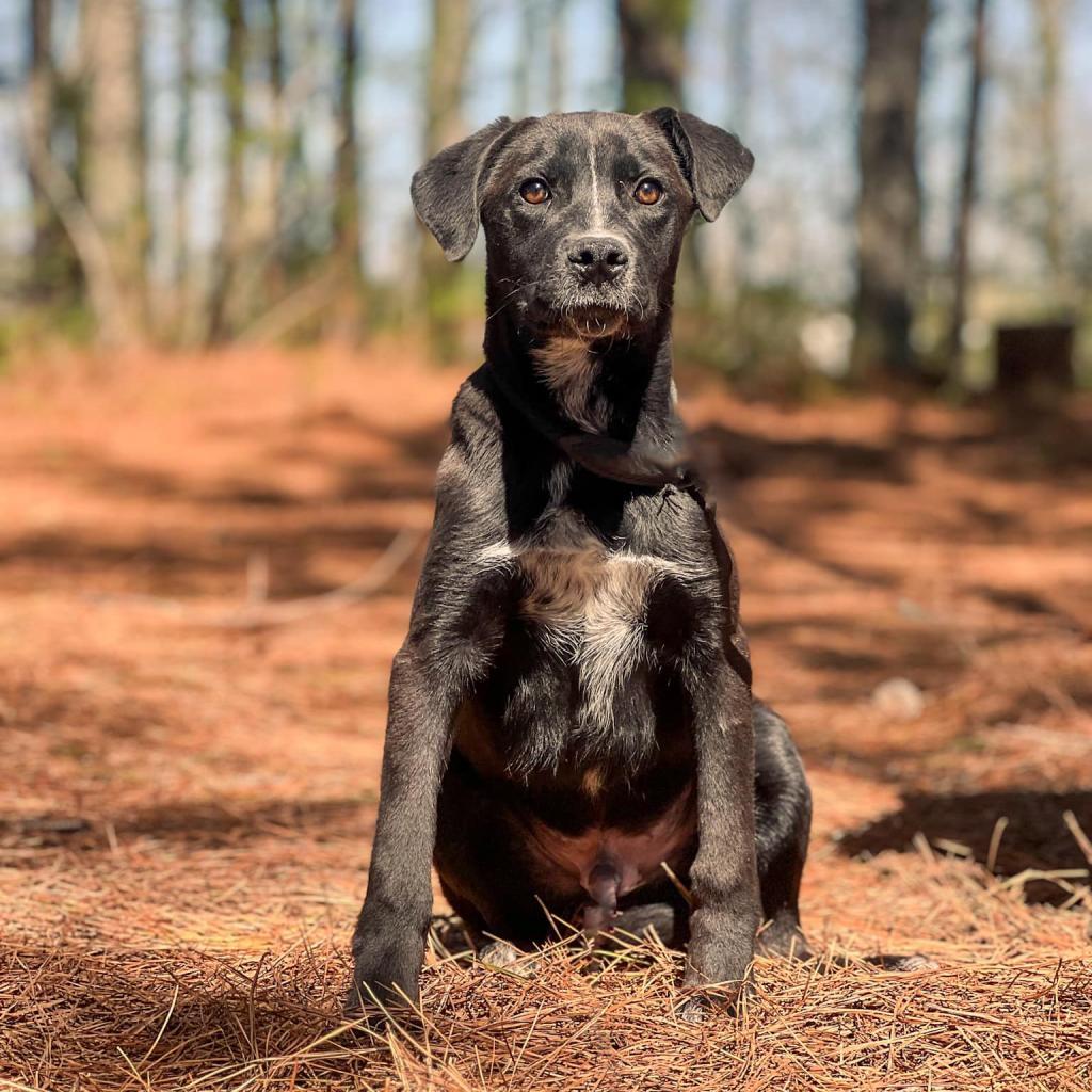 Romeo — thumbnail 3