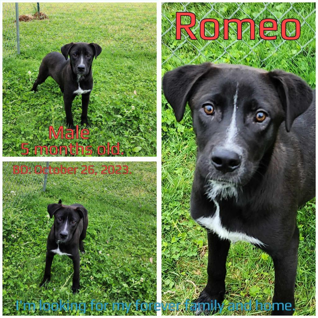 Romeo — thumbnail 4