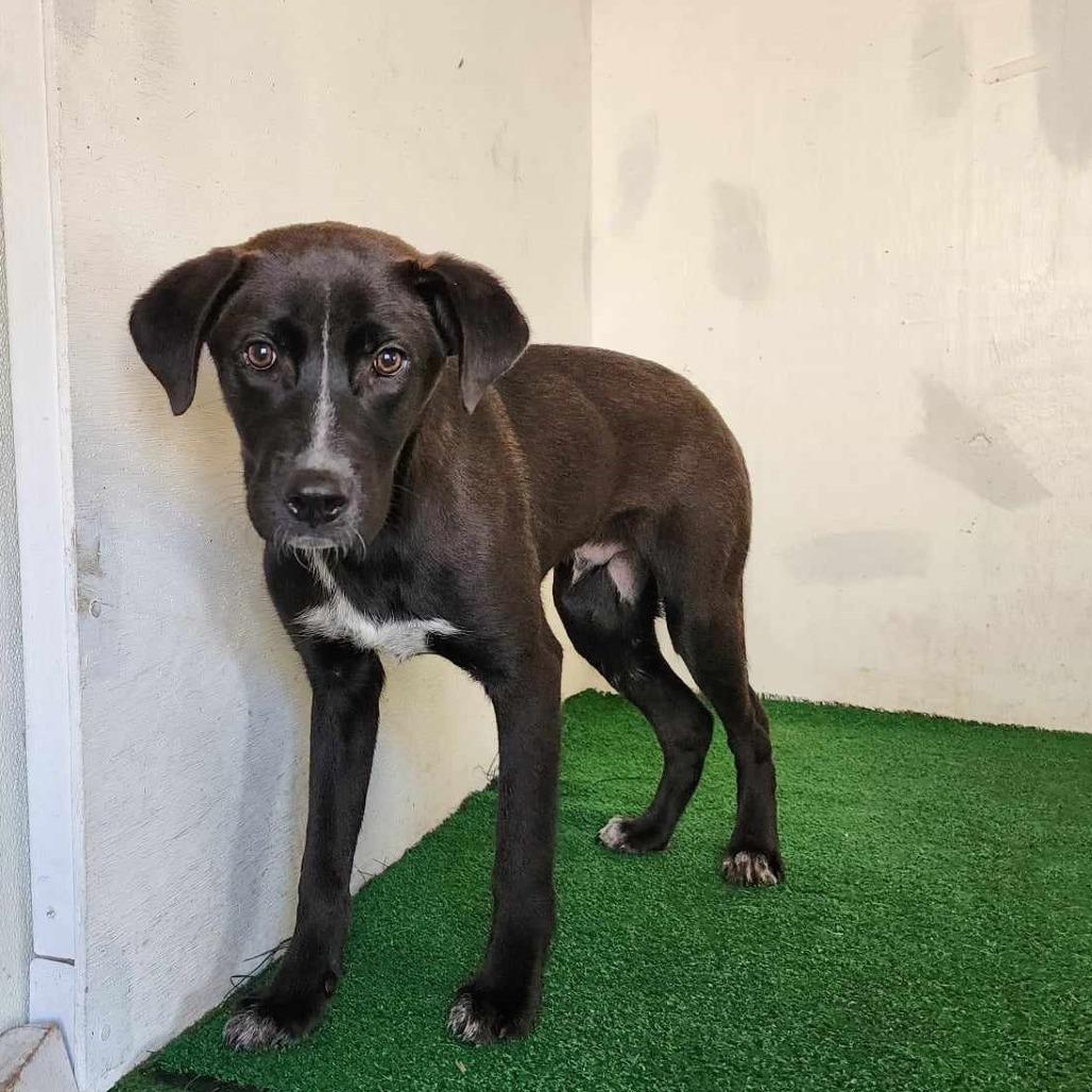 Romeo — thumbnail 5