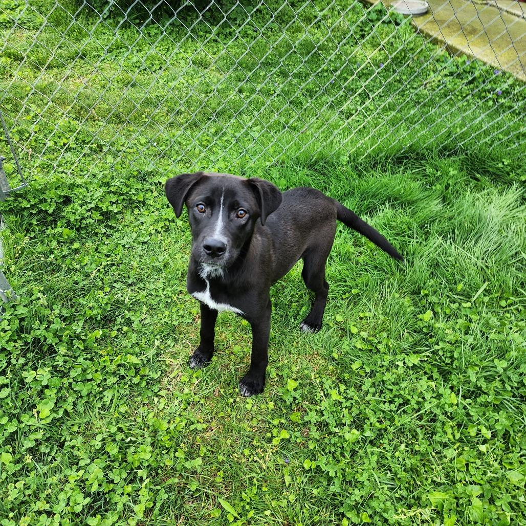 Romeo — thumbnail 6