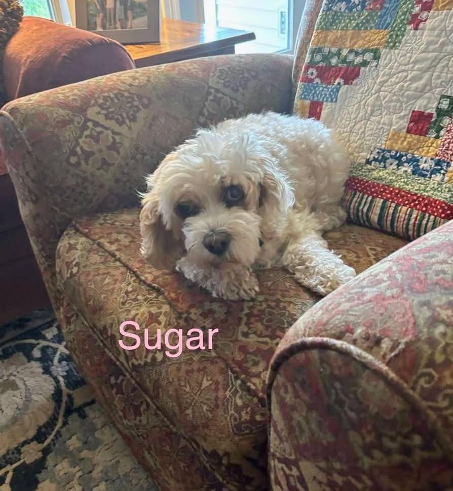 Enlarge SUGAR, a Adoptable mixed breed in Madisonville, LA image 2/2