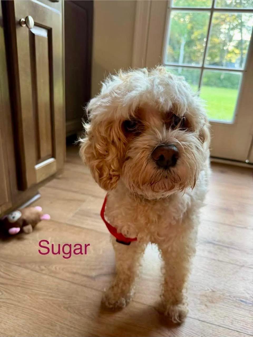 SUGAR, Adoptable, Senior Female Cocker Spaniel & Poodle.
