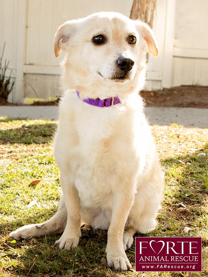 Cody, a ADOPTABLE mixed breed in Marina Del Rey, CA image 5/6
