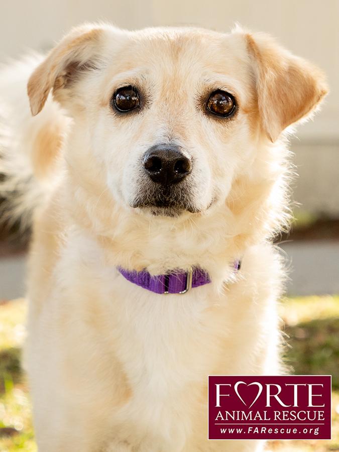 Cody, a ADOPTABLE mixed breed in Marina Del Rey, CA image 2/6