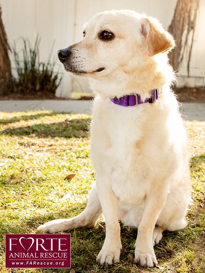 Cody, a ADOPTABLE mixed breed in Marina Del Rey, CA image 3/6