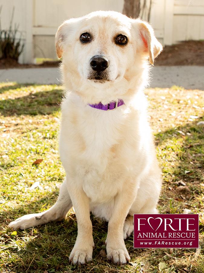 Cody, a ADOPTABLE mixed breed in Marina Del Rey, CA image 6/6