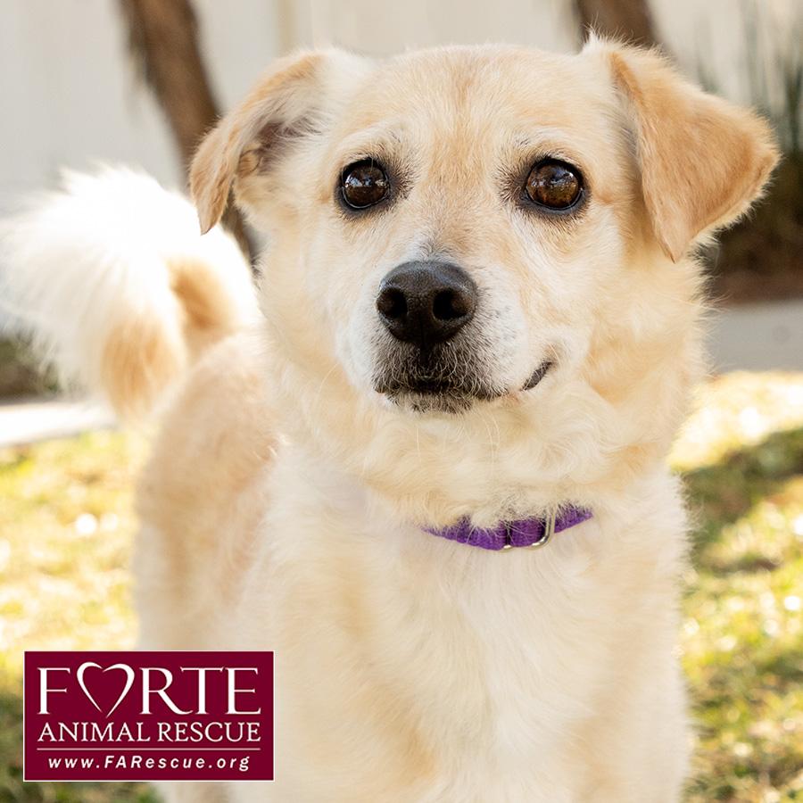 Cody, a ADOPTABLE mixed breed in Marina Del Rey, CA image 1/6