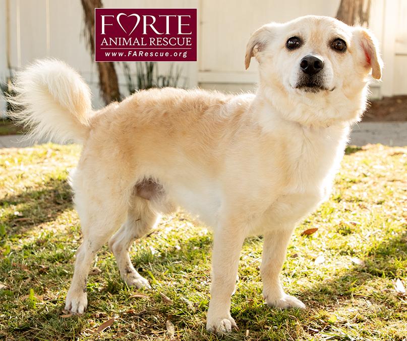 Cody, a ADOPTABLE mixed breed in Marina Del Rey, CA image 4/6