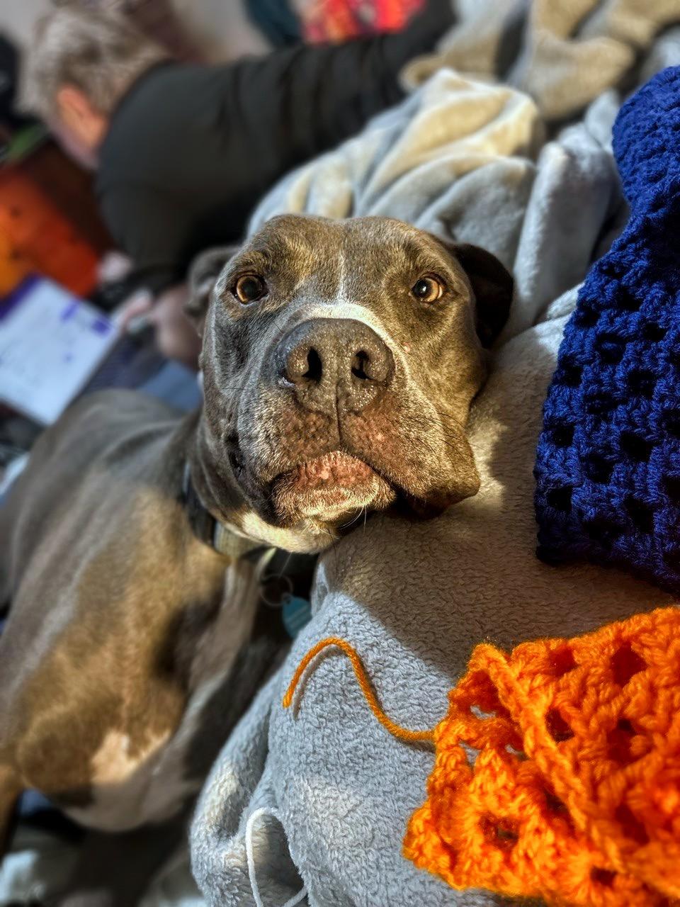 Enlarge Duke, a Adoptable Blue Lacy in Carrollton, TX image 10/10