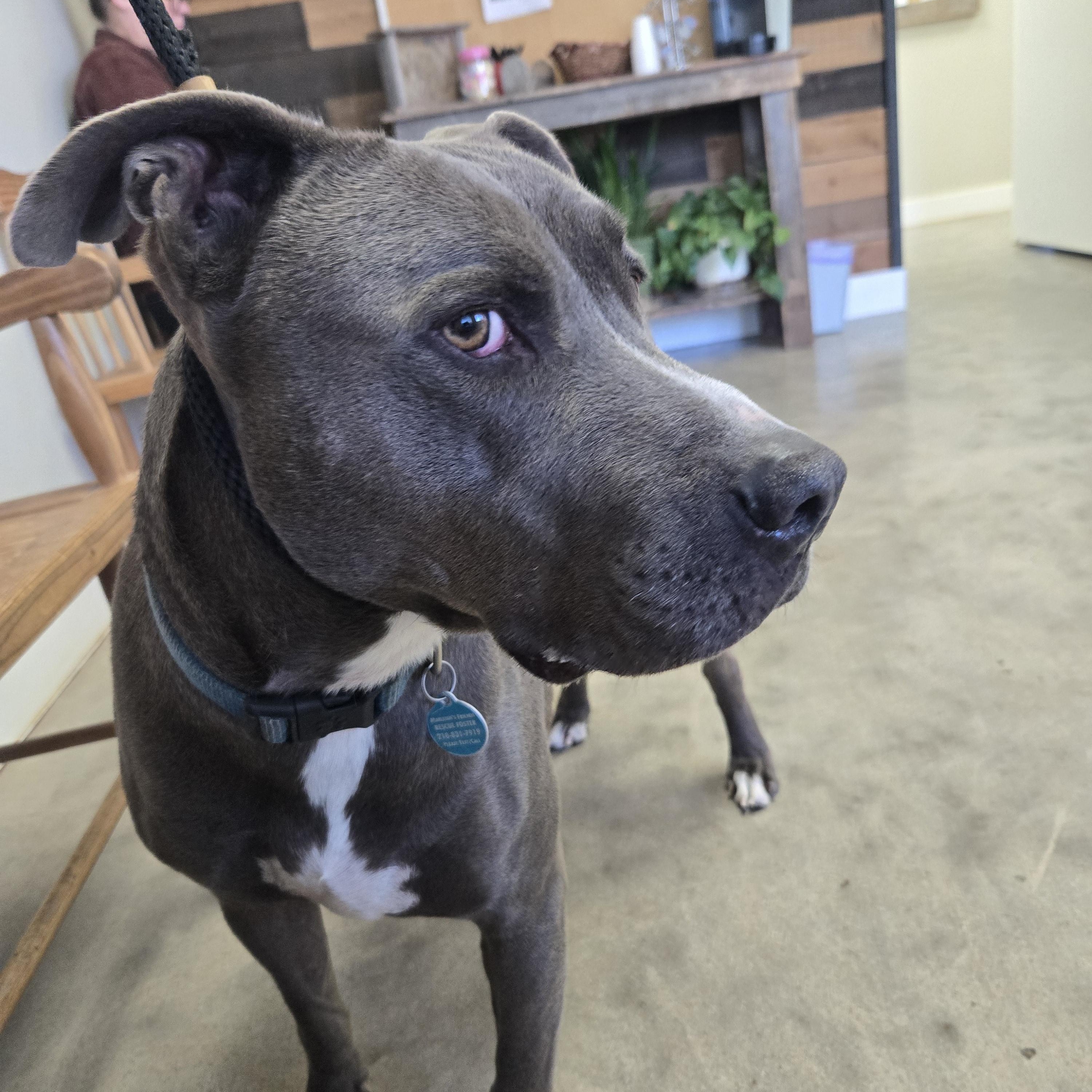 Enlarge Duke, a Adoptable Blue Lacy in Carrollton, TX image 9/10