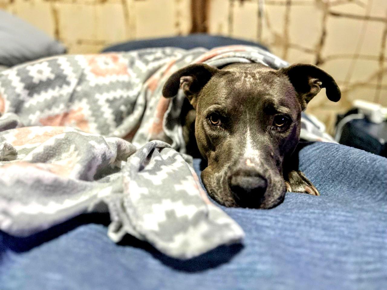 Enlarge Duke, a Adoptable Blue Lacy in Carrollton, TX image 7/10