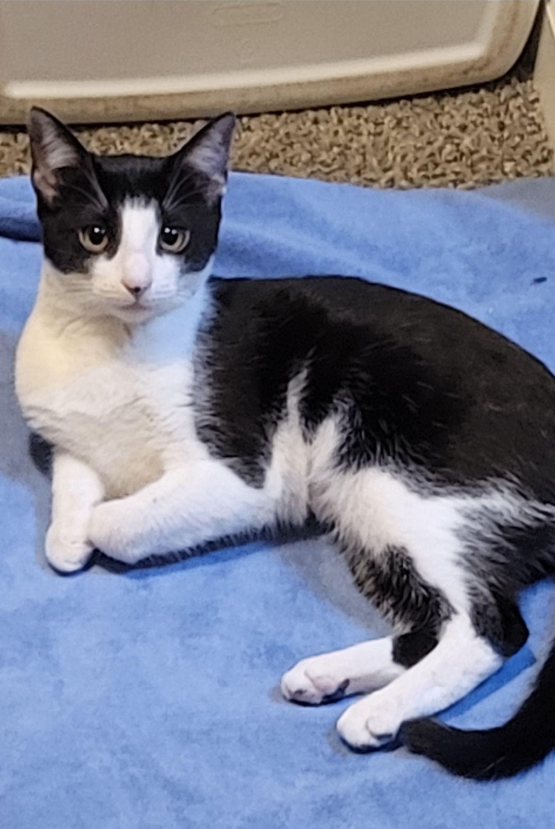 Enlarge Cheerio, a Adoptable Domestic Short Hair in Goodlettsville, TN image 1/6