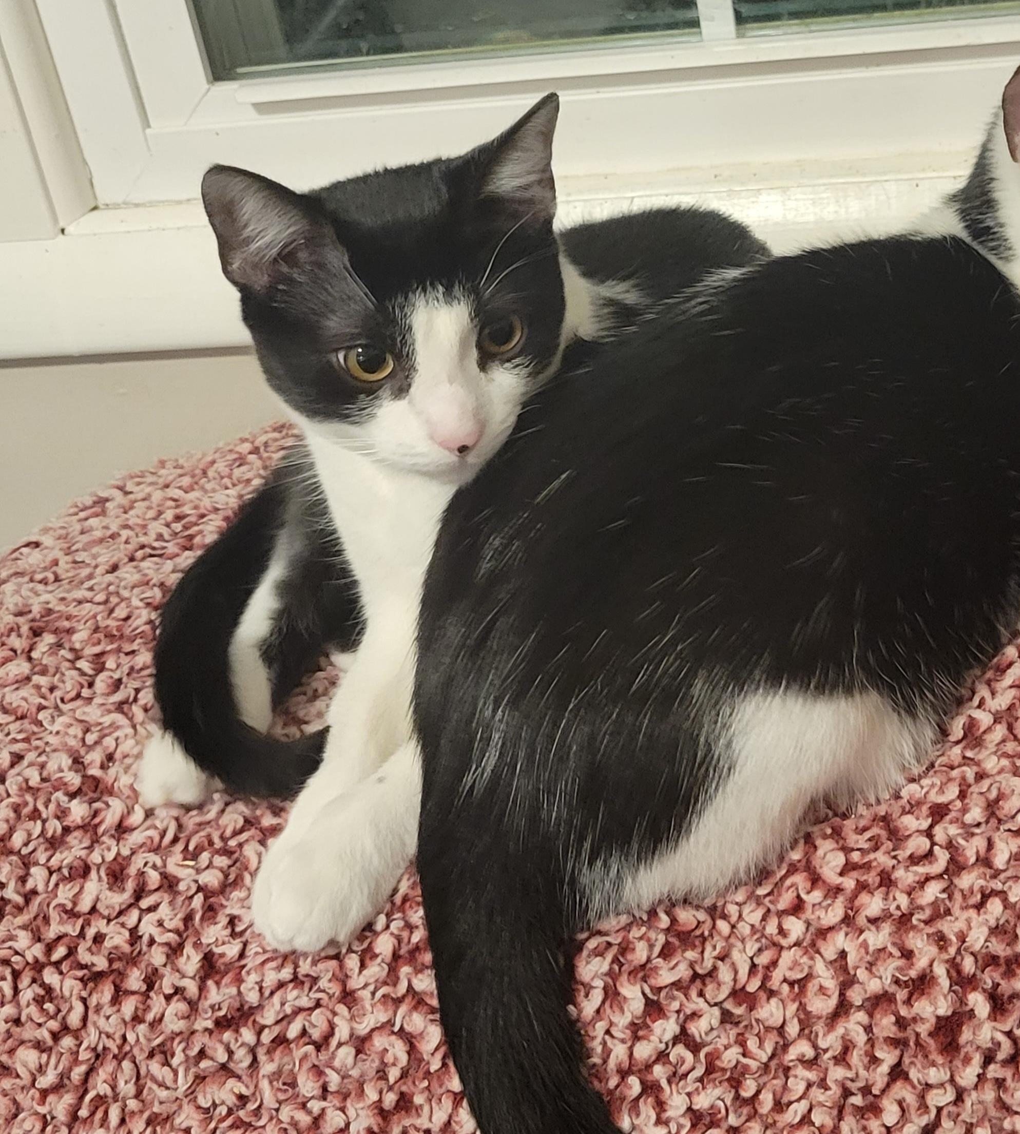 Enlarge Cheerio, a Adoptable Domestic Short Hair in Goodlettsville, TN image 6/6