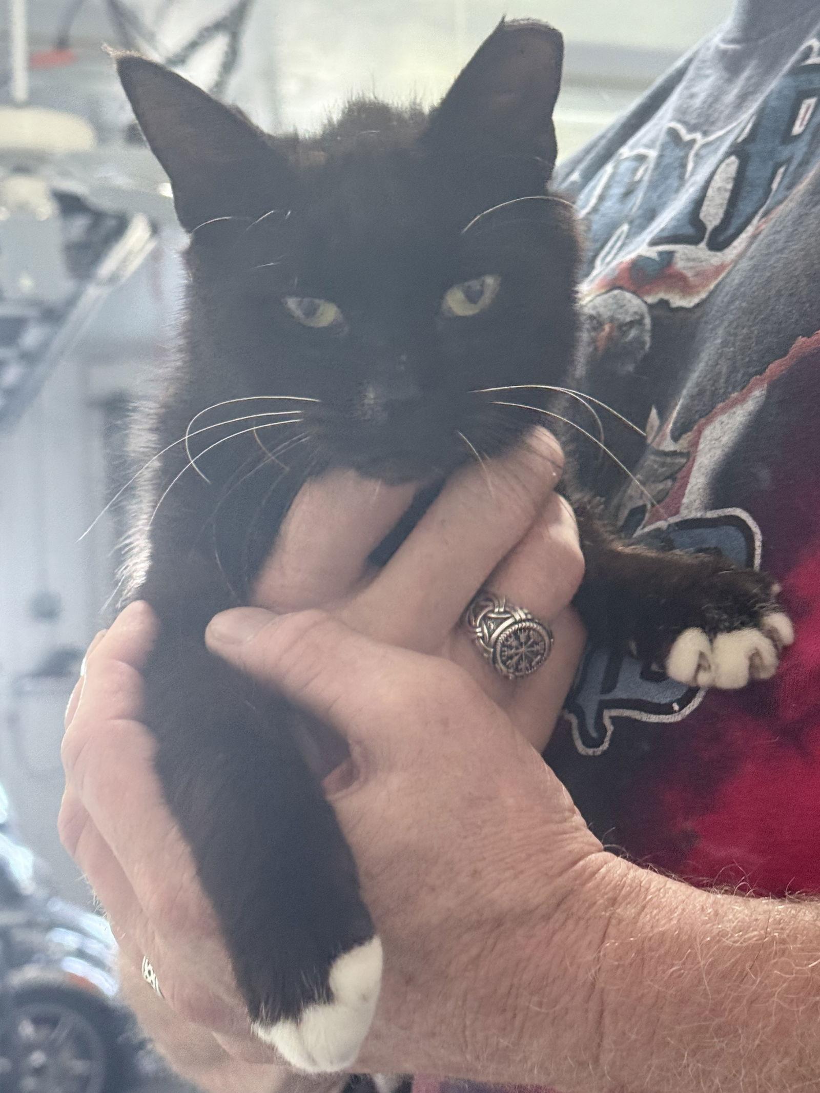 Booties, Adoptable, Young Male Domestic Short Hair.