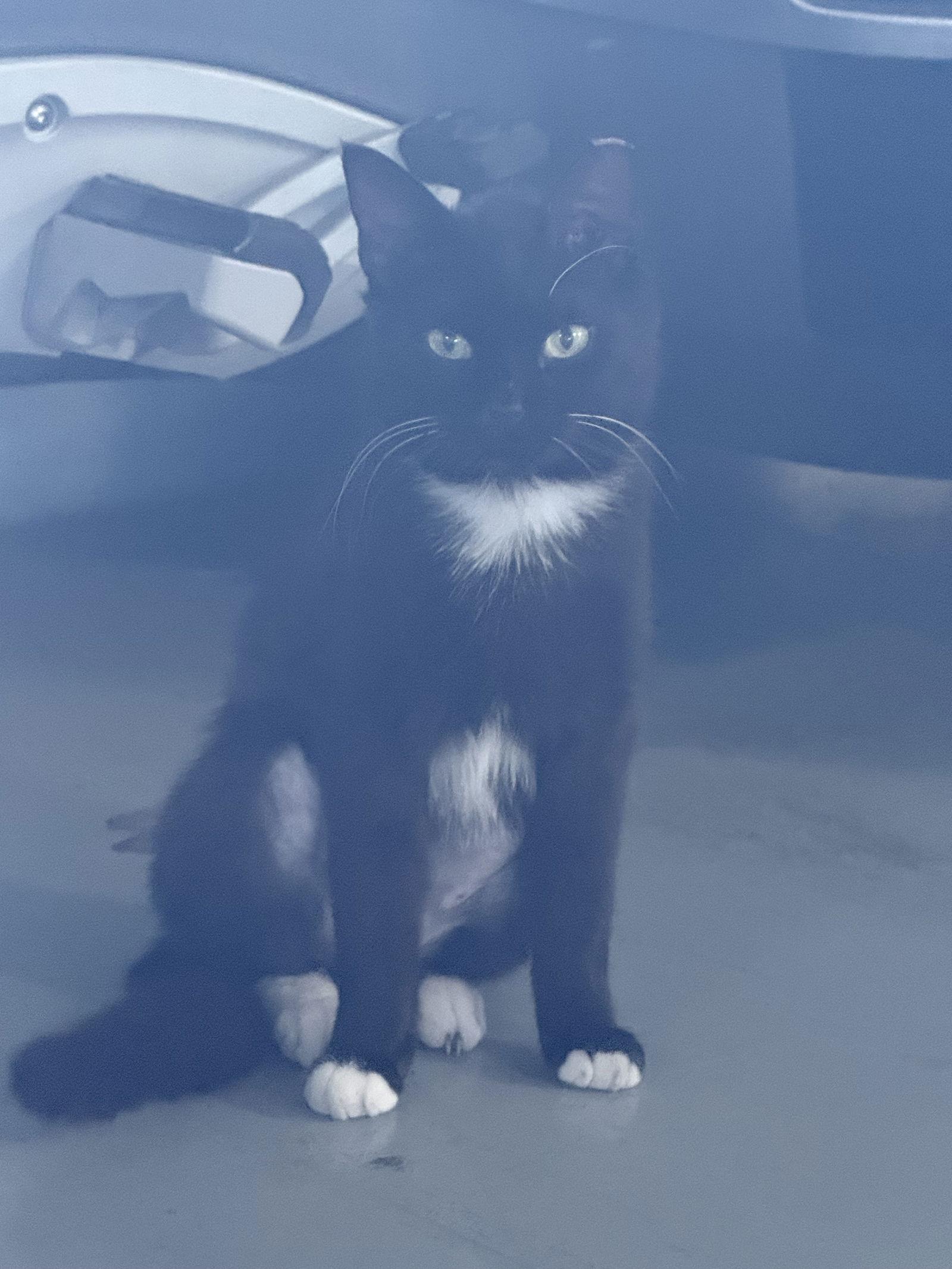 Booties, a Adoptable Domestic Short Hair in Naples, FL image 2/2