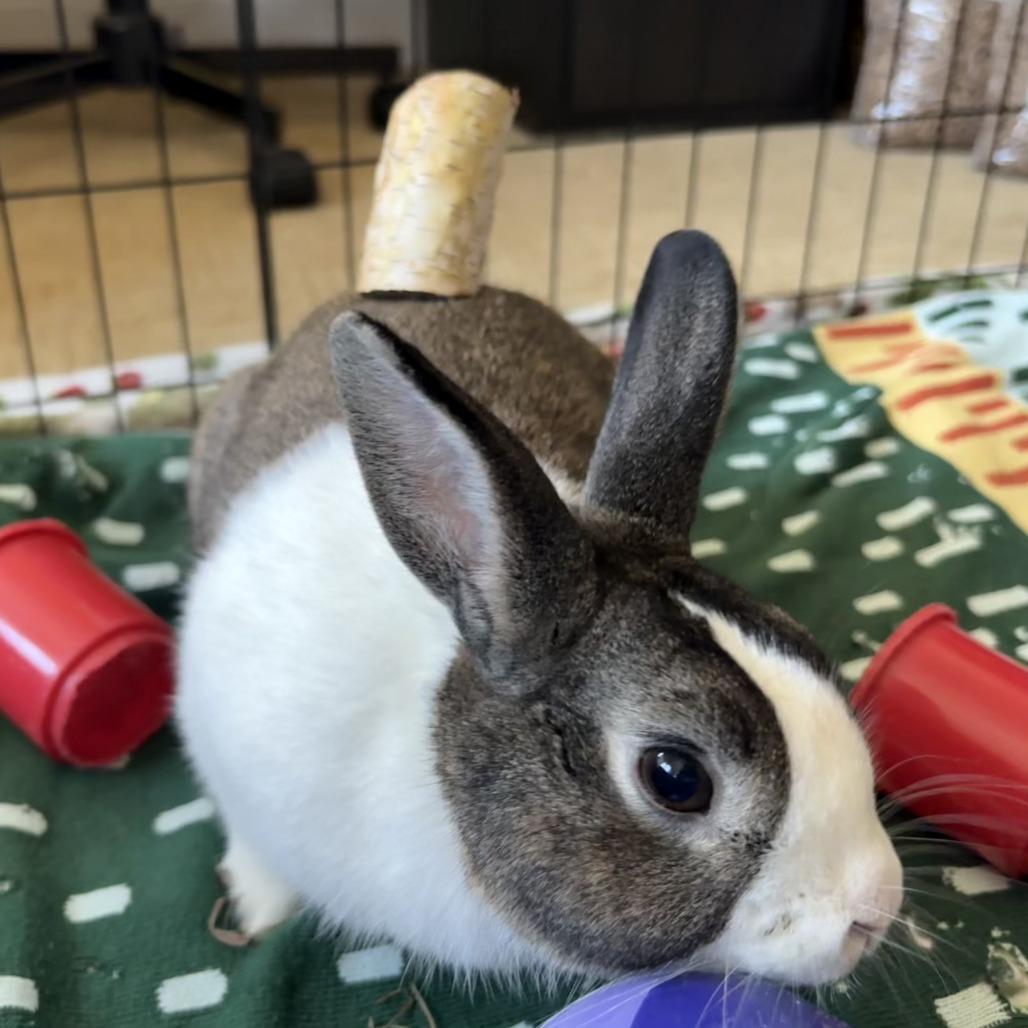 Pochacco, Adoptable, Young Male Dutch.