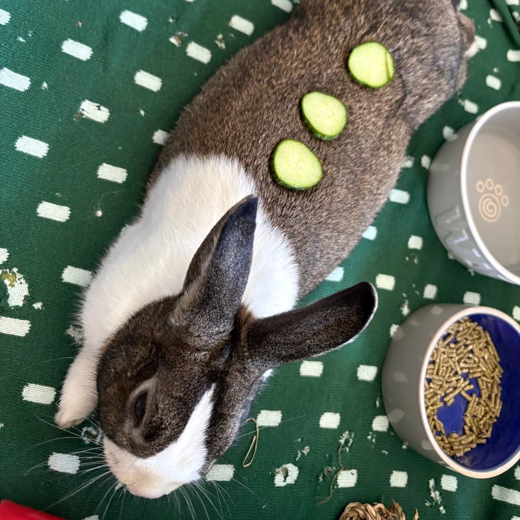 Enlarge Pochacco, a Adoptable Dutch in Richmond, CA image 2/5