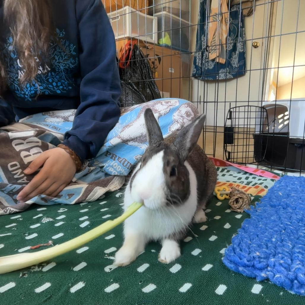 Enlarge Pochacco, a Adoptable Dutch in Richmond, CA image 3/5