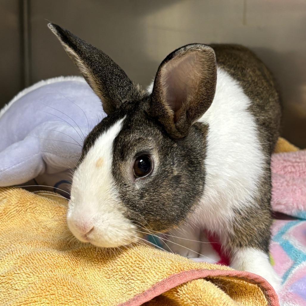 Enlarge Pochacco, a Adoptable Dutch in Richmond, CA image 5/5