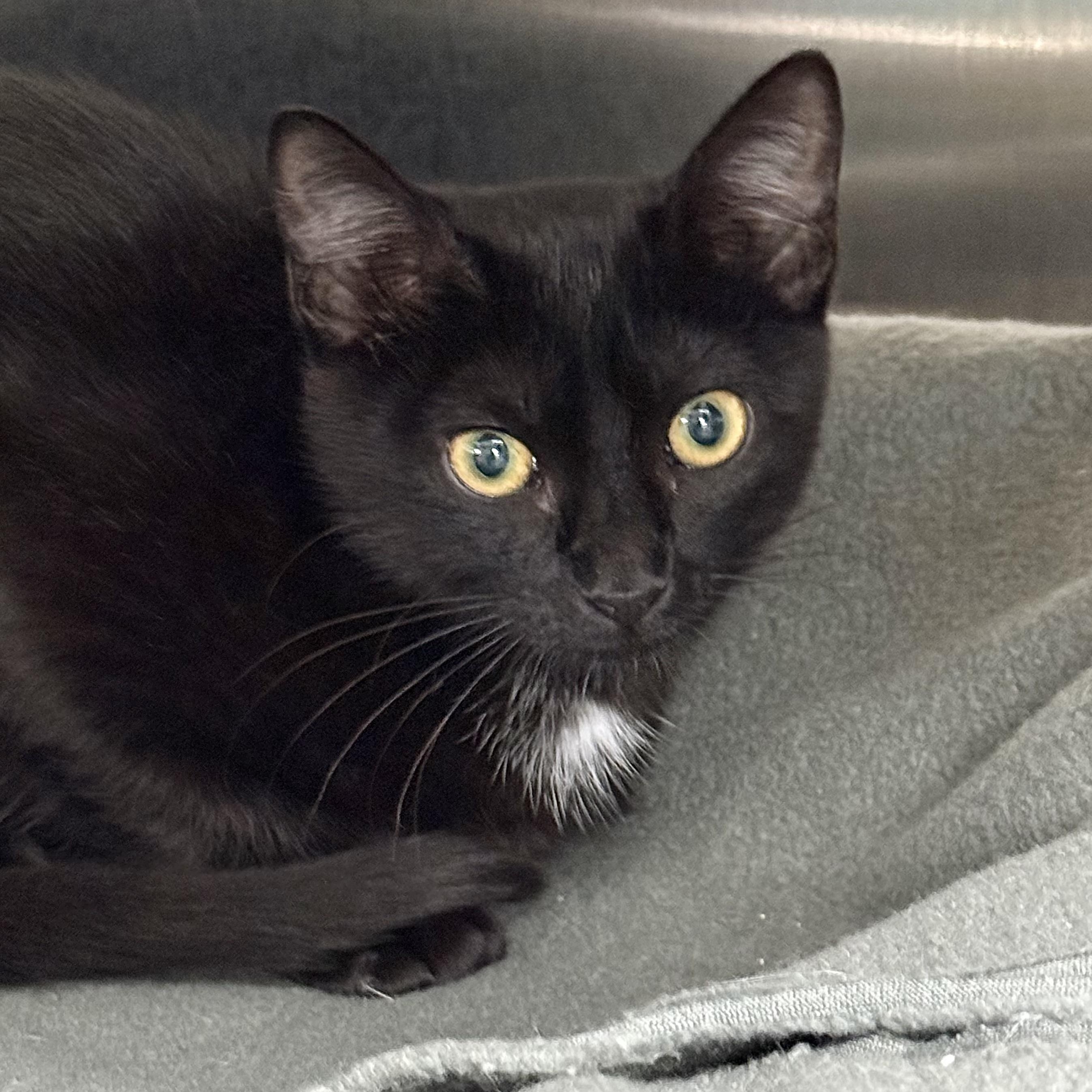 Enlarge Raisin, a ADOPTABLE Domestic Short Hair in Collierville, TN image 2/4
