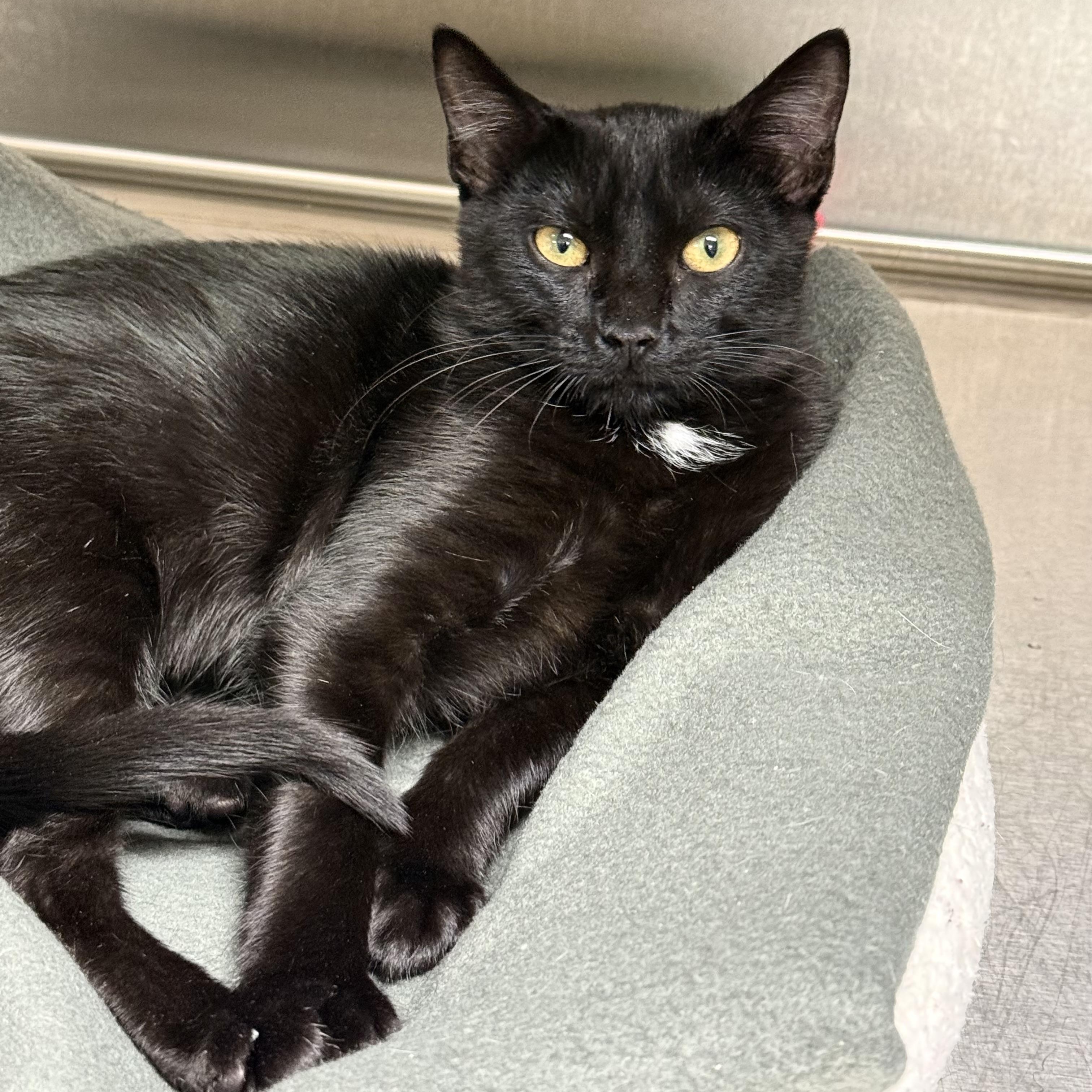 Enlarge Raisin, a ADOPTABLE Domestic Short Hair in Collierville, TN image 4/4