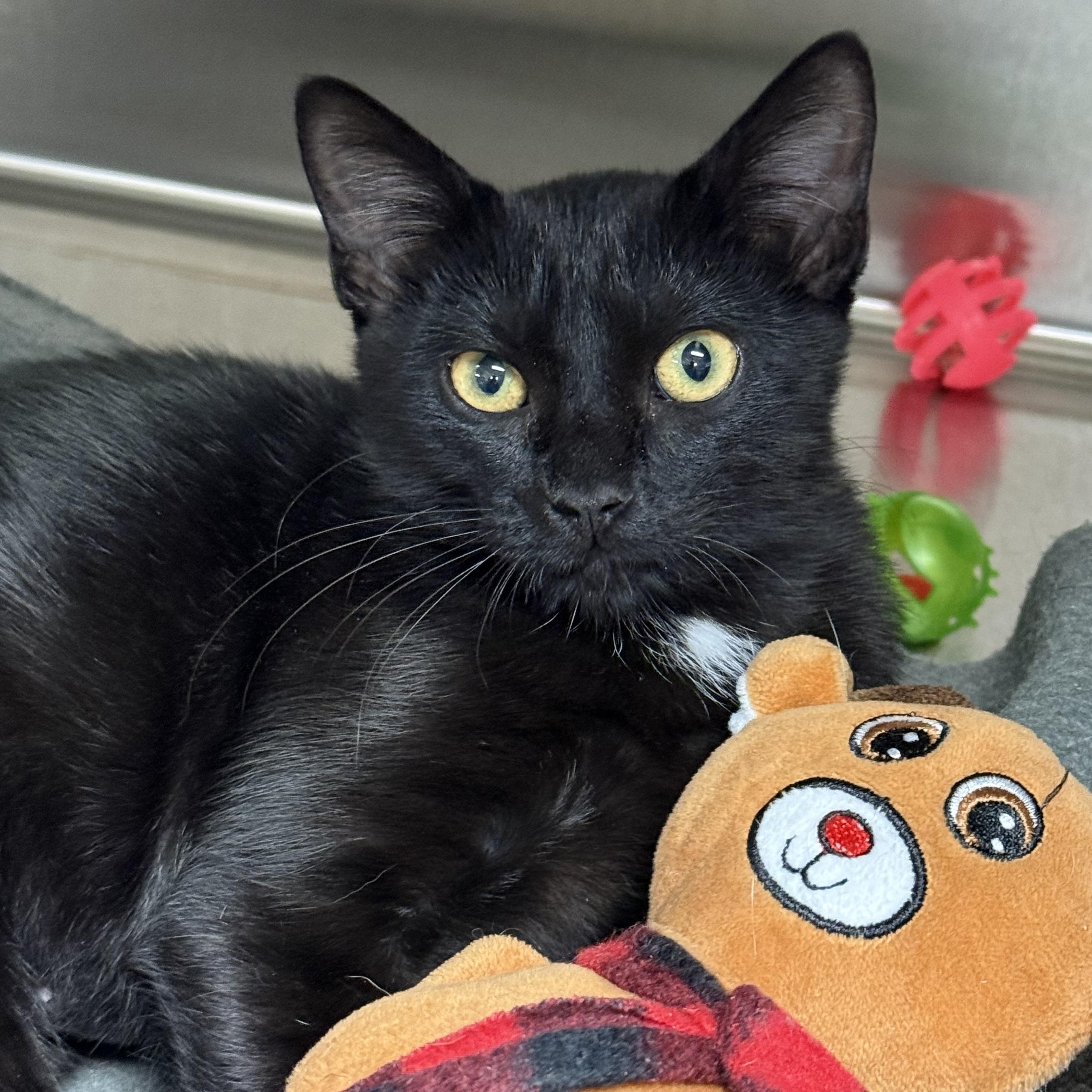 Enlarge Raisin, a ADOPTABLE Domestic Short Hair in Collierville, TN image 3/4