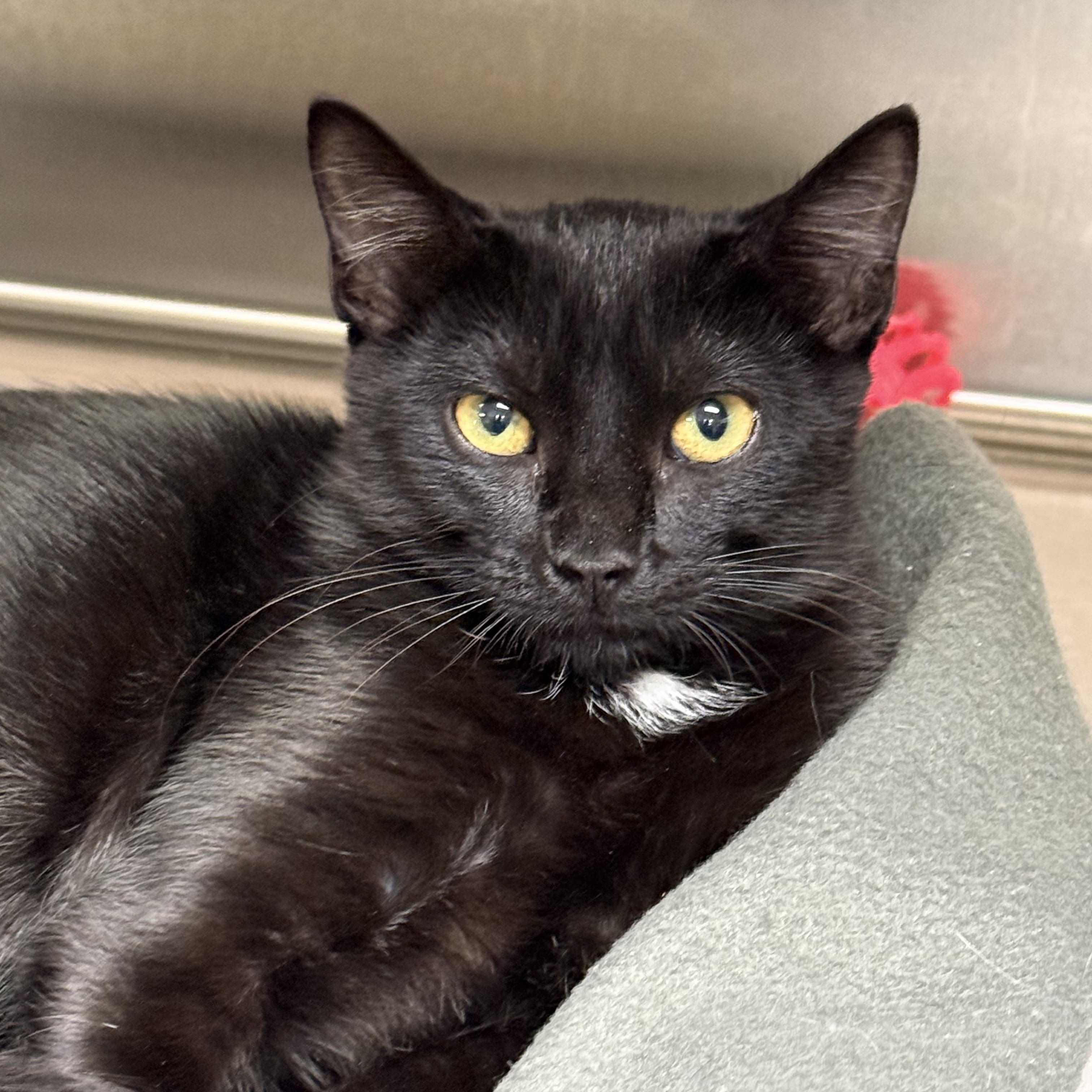 Enlarge Raisin, a ADOPTABLE Domestic Short Hair in Collierville, TN image 1/4