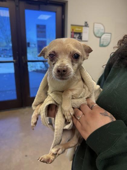 Enlarge Dino Bambino!, a ADOPTABLE mixed breed in Portland, ME image 1/1