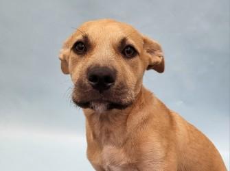 Dixie, Adoptable, Puppy Female Pit Bull Terrier & Mixed Breed.